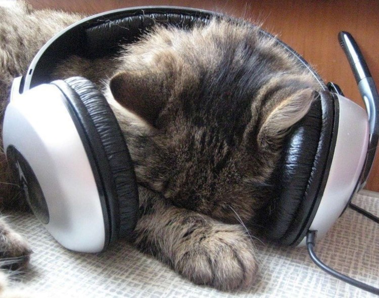 Кот в наушниках