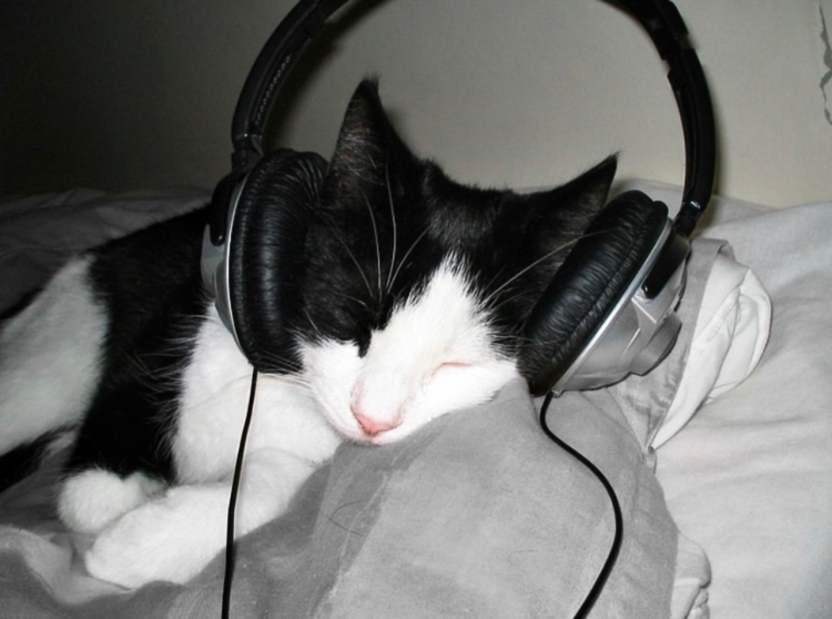 Кот в наушниках танцует