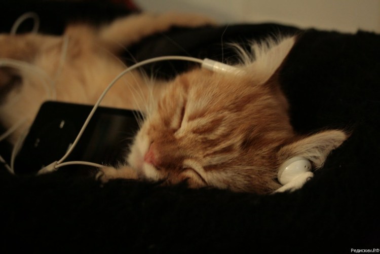 Котенок в наушниках