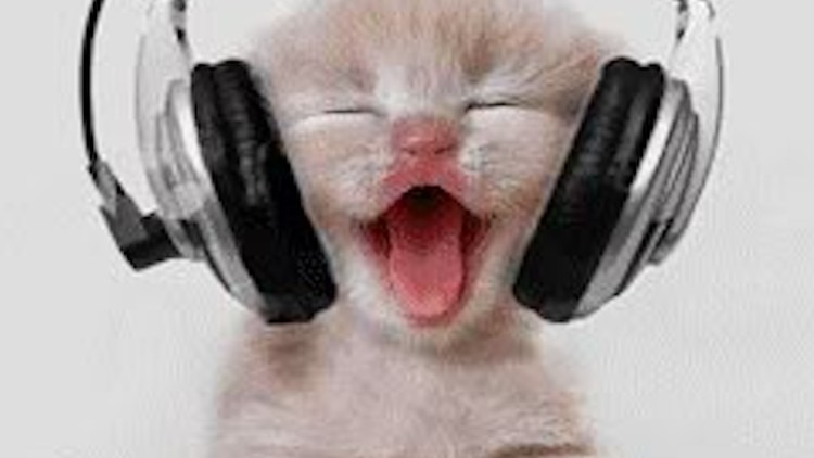 Кот слушает музыку в наушниках