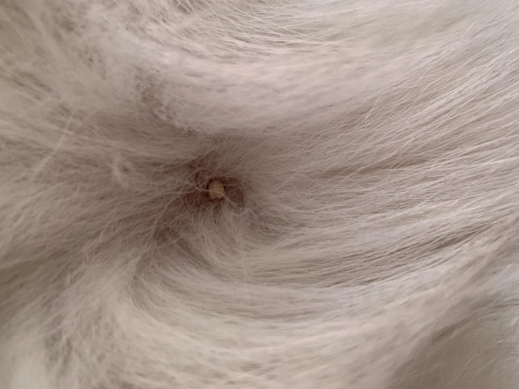 Стрижки йорков мальчиков щенков 5 месяцев грумминг