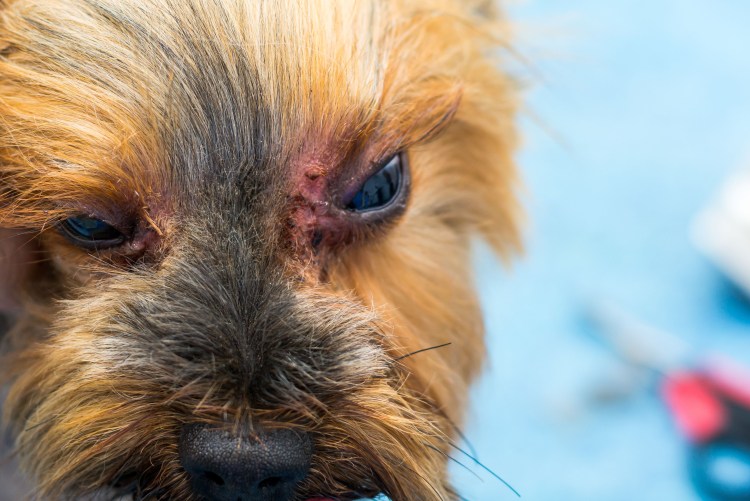 Йоркширский терьер стандарт стрижки кобелей