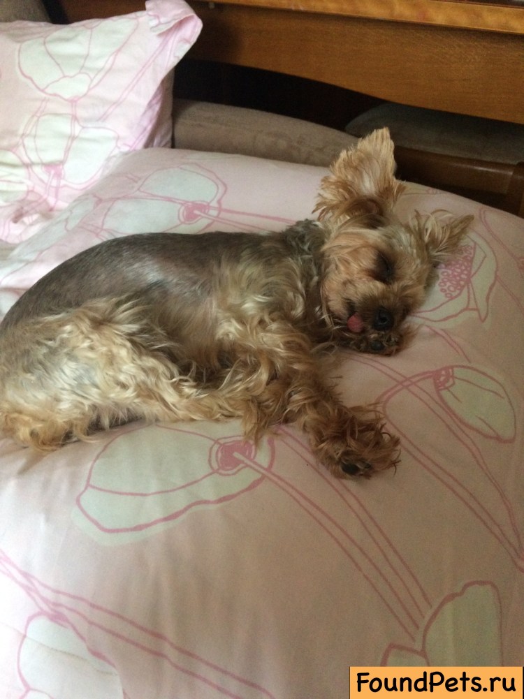 Коричневая сыпь у Йорка