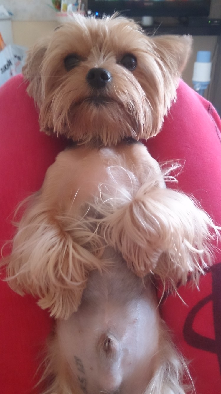 Коричневые пятна на животе у Йорка