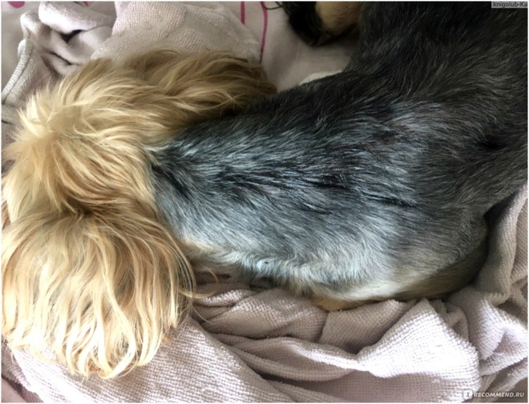 Черный актоноз у собак