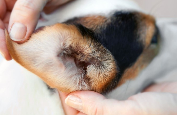 Обработали Инсекталом собаку от блох