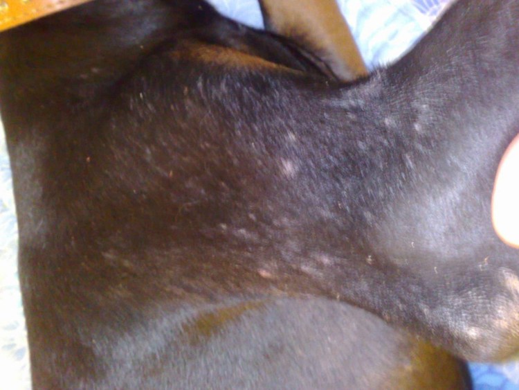 Злая собака Йоркширский терьер