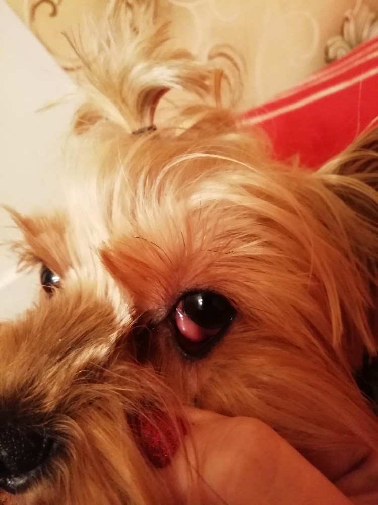 Отодектоз отит у собак