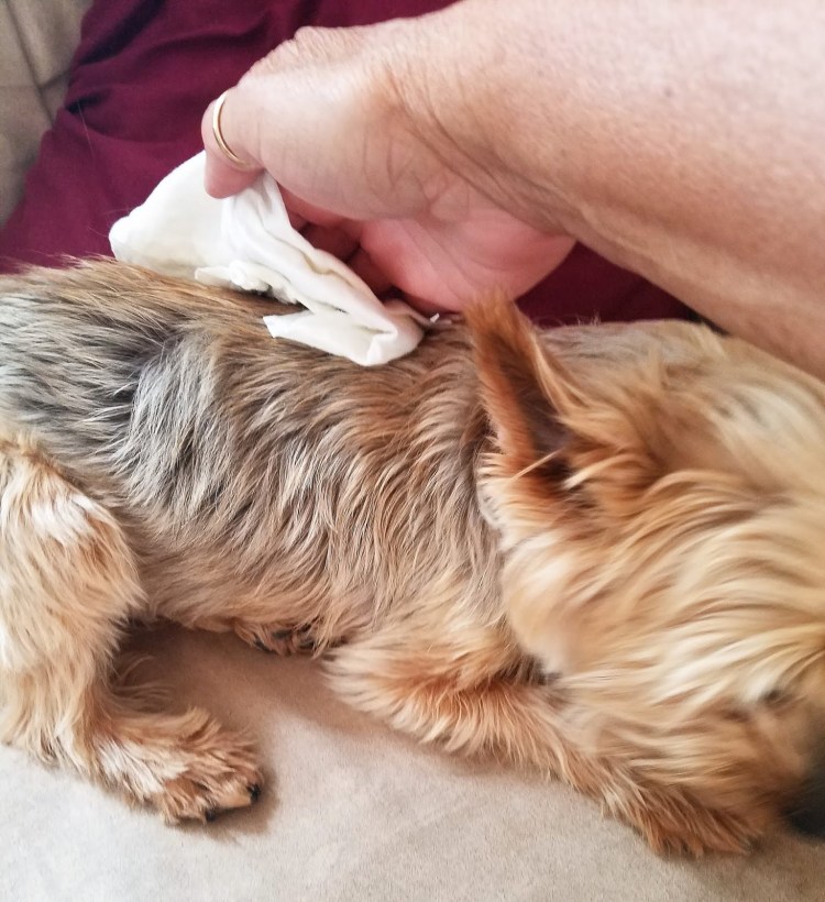 Подкожный клещ у йоркширского терьера