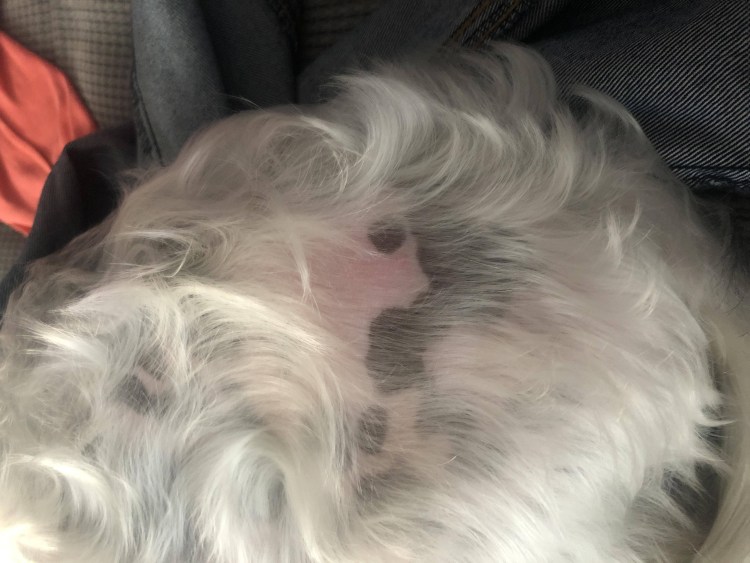 Темные точки на коже собаки