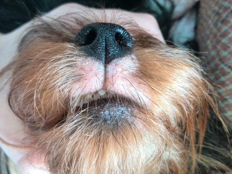 Черные точки на коже у собаки