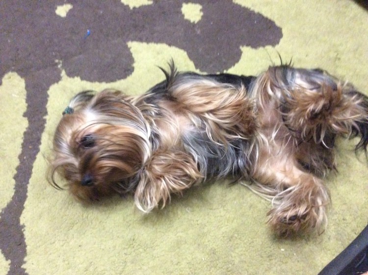 Новообразование у собаки на животе