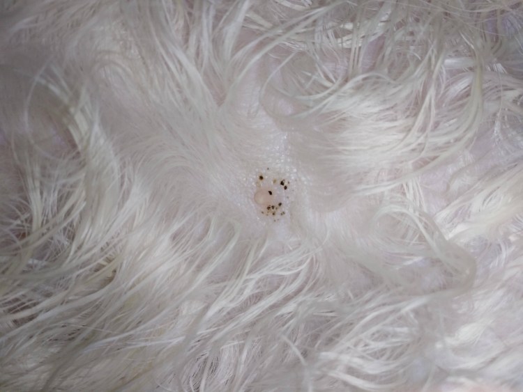 Кожные заболевания у йоркширских терьеров