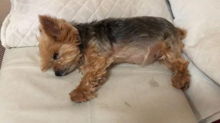 Йоркширский терьер пузико