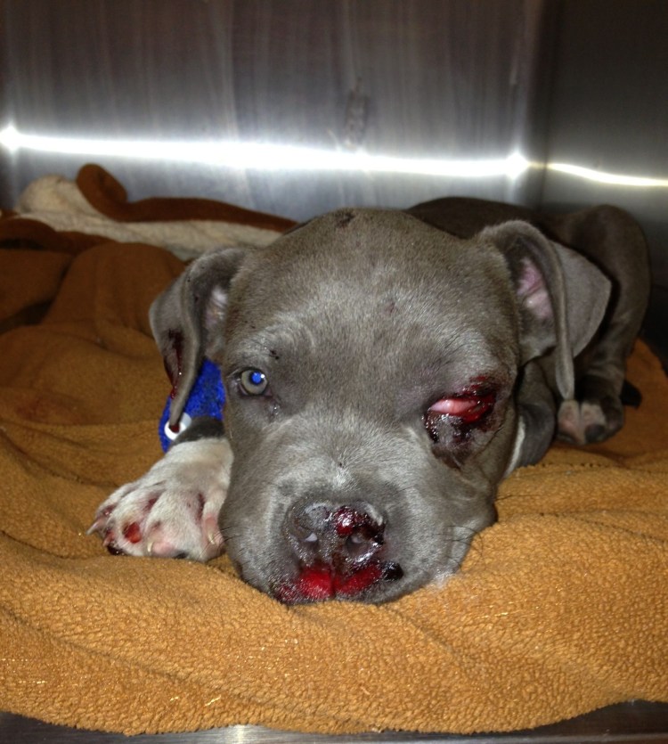 Злой Йоркширский терьер