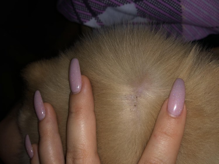 Клайдсдейл терьер