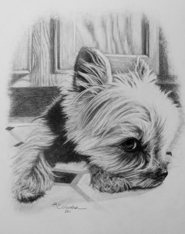 Эскизы собака Йоркширский терьер