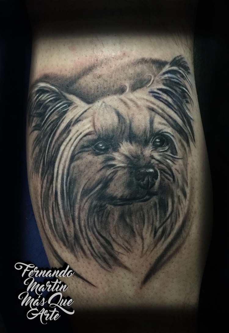 Порода Йоркширский терьер контур