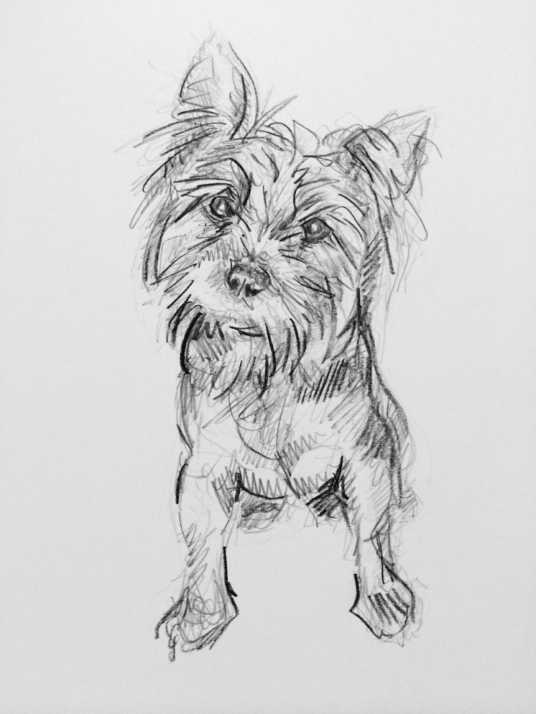 Йоркширский терьер контур