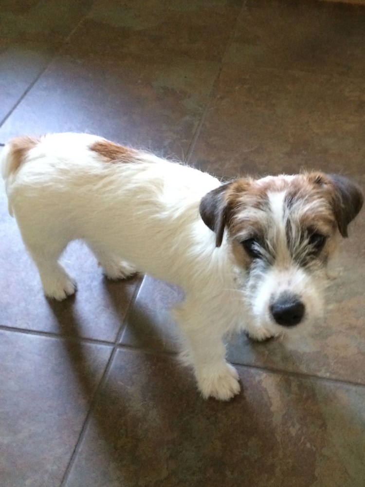 Брокен Джек Парсон Рассел