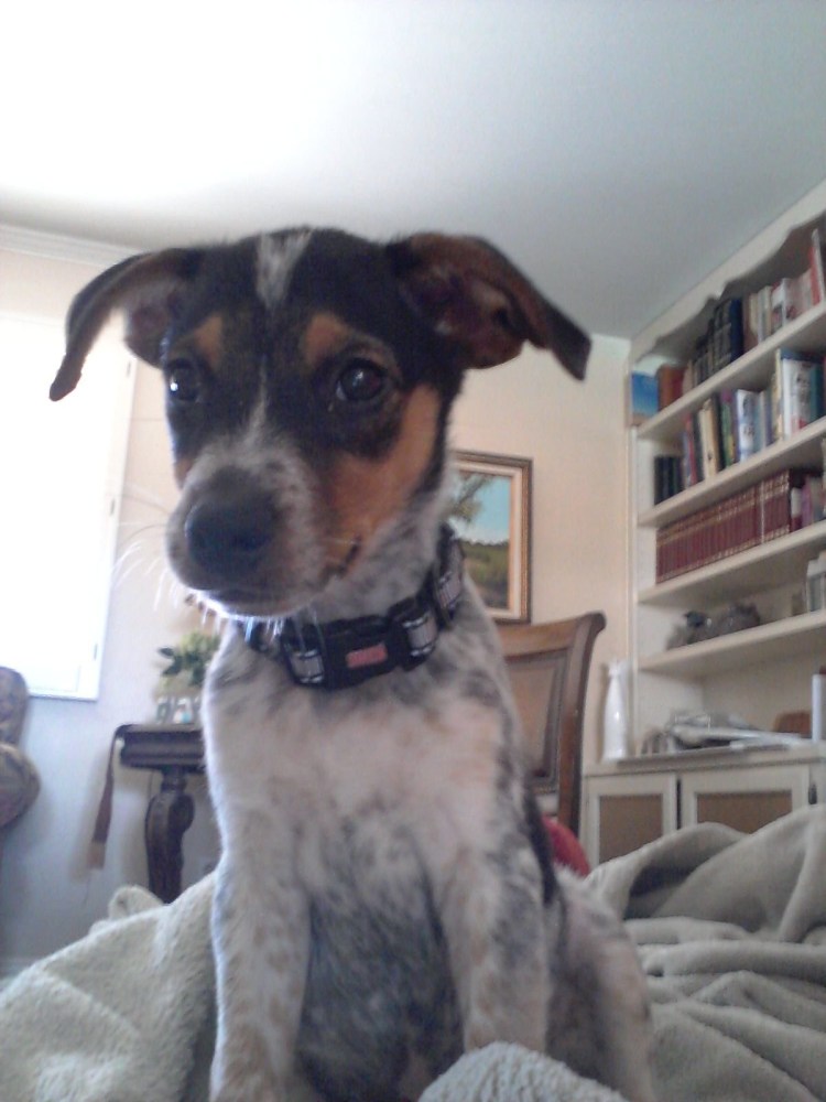 Метис бигля и Джек Рассела