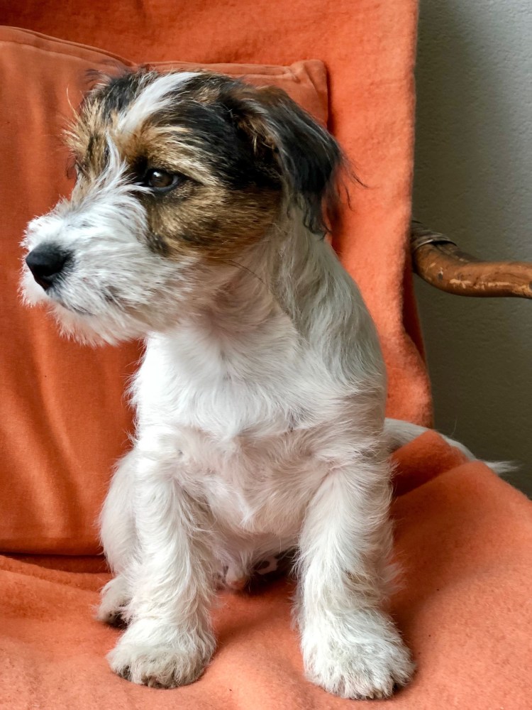 Джек Рассел Йорк помесь Йорка