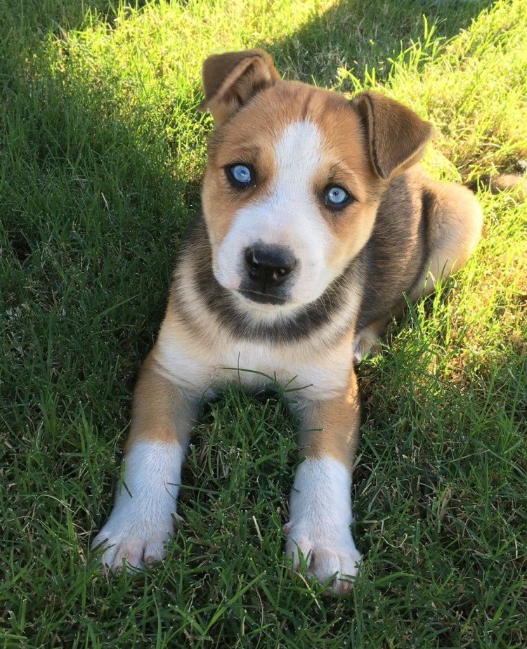 Питбуль хаски метис