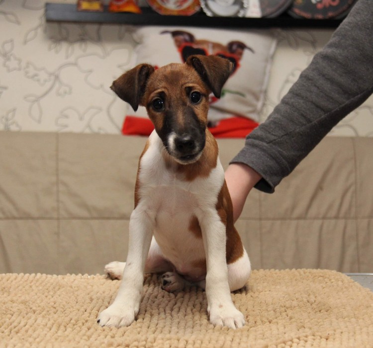 Маленький Фоксик