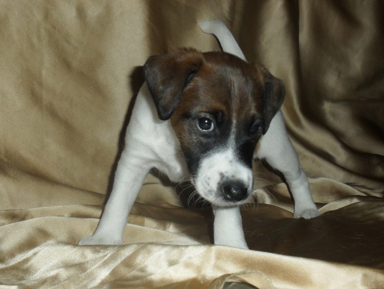 Хвост гладкошерстного фокстерьера