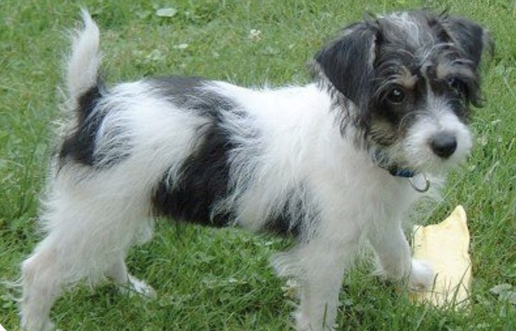 ДЖЕКПУ порода