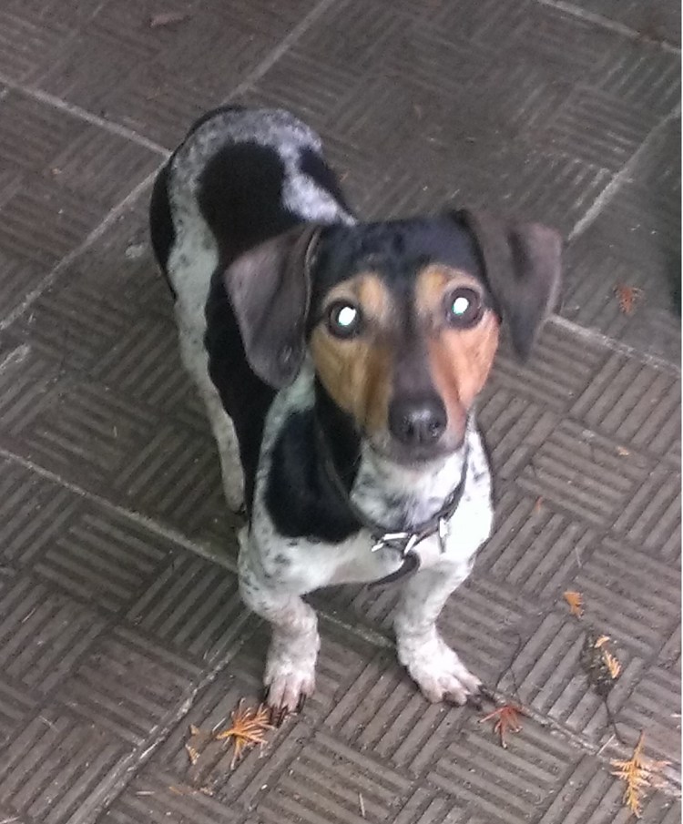 Фокстерьер гладкошерстный метис