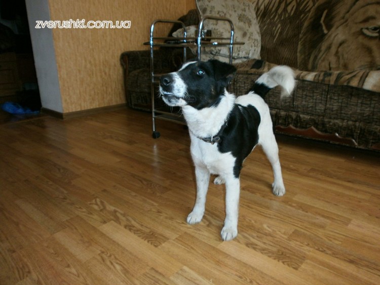 Помесь фокстерьера и спаниель