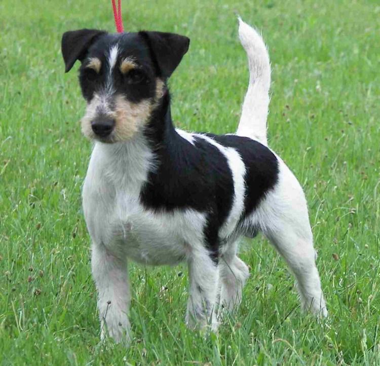 Джек-Рассел-терьер жесткошерстный