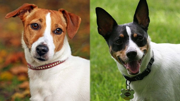 Метисы Джек Рассел терьера