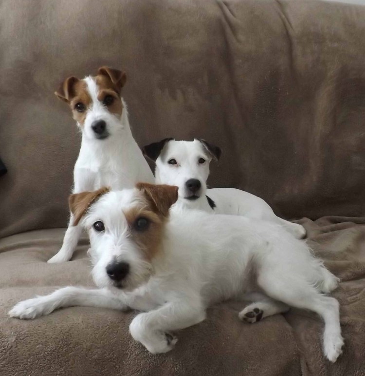 Фокстерьер гладкошерстный и Джек Рассел