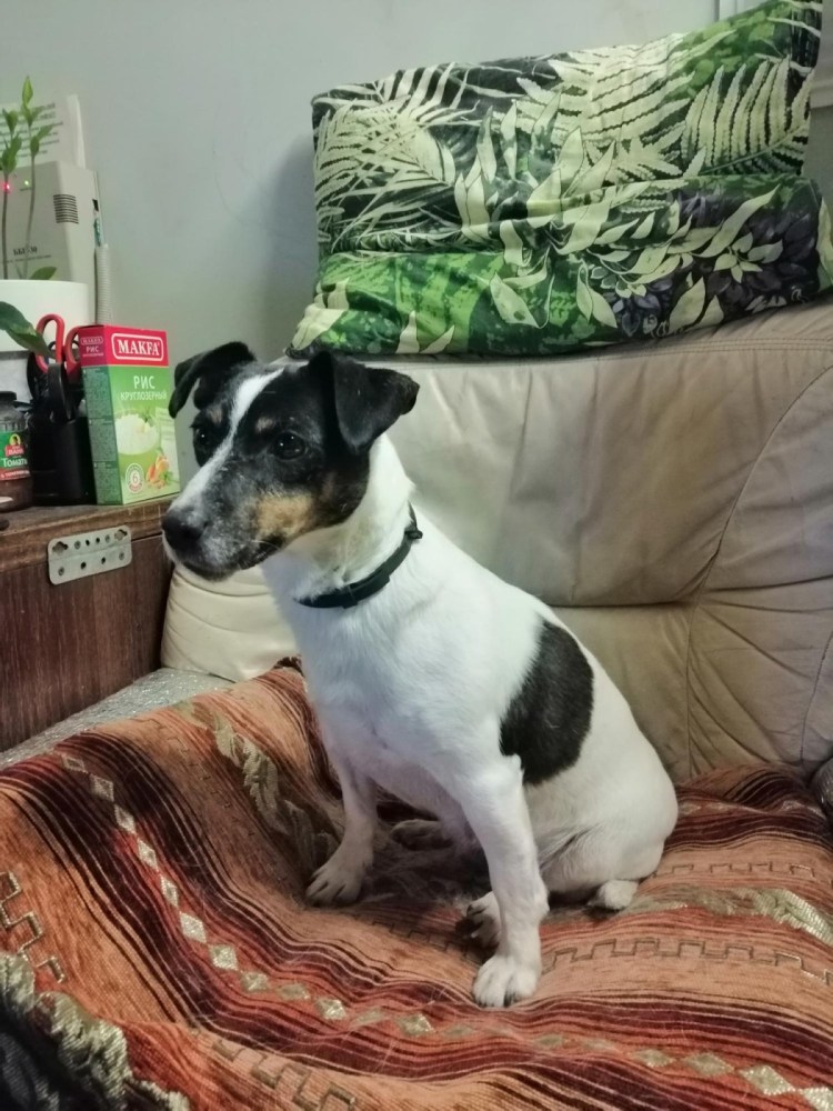 Смесь Рассела и Фокстерьер