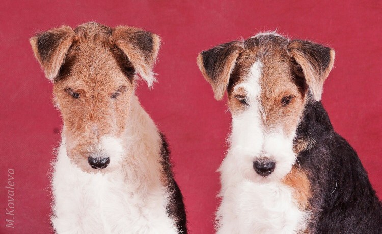 Помесь цвергшнауцера и Фокстерьер