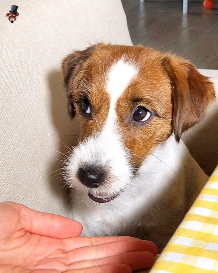 Метис Рассел терьера