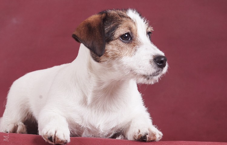 Джек Рассел