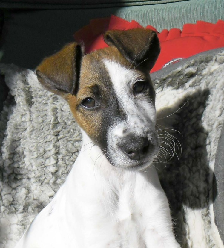 Фокстерьер серый