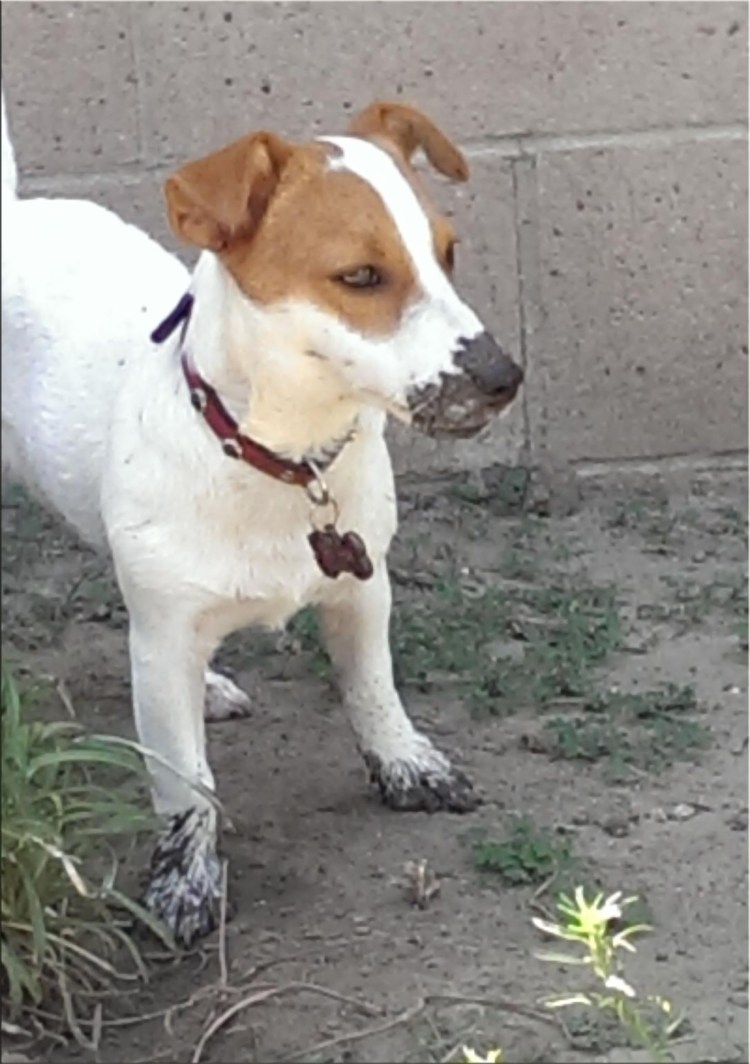 Джек Фокс Парсен терьер