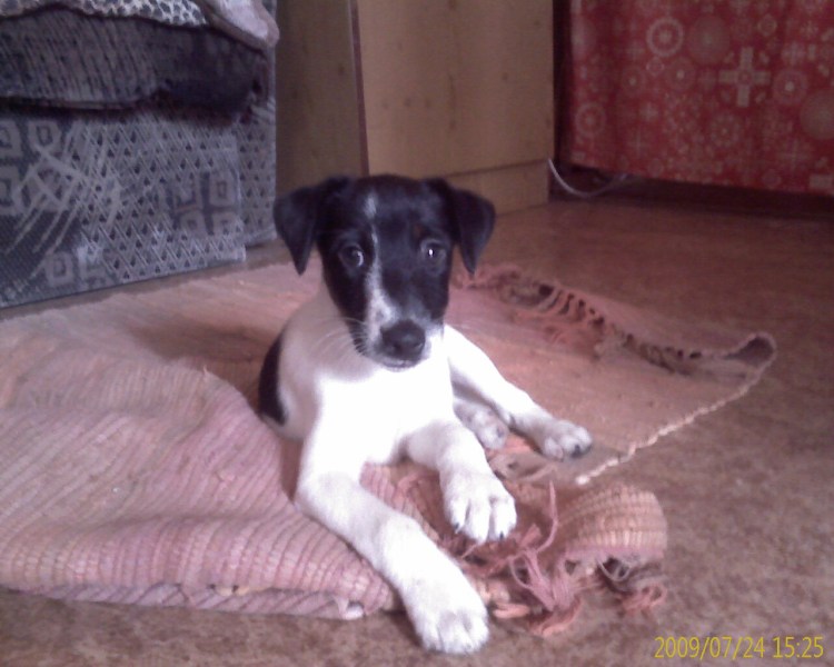 Фокстерьер гладкошерстный стоят уши