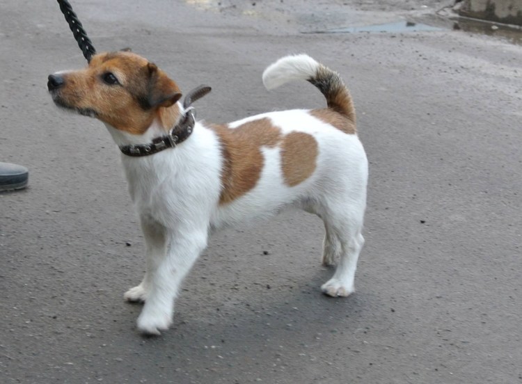 Фокстерьер Рокси