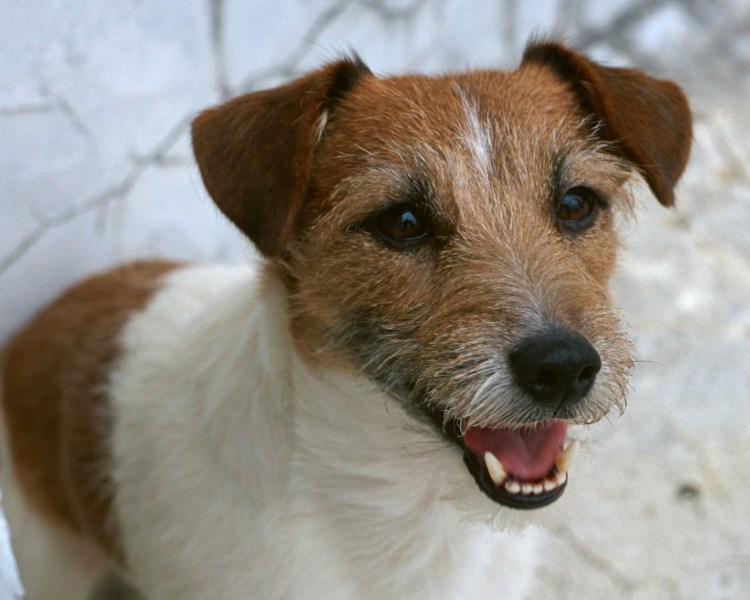 Джек Рассел двортерьер