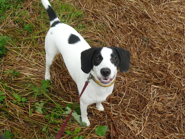 Вельштерьер и Фокстерьер