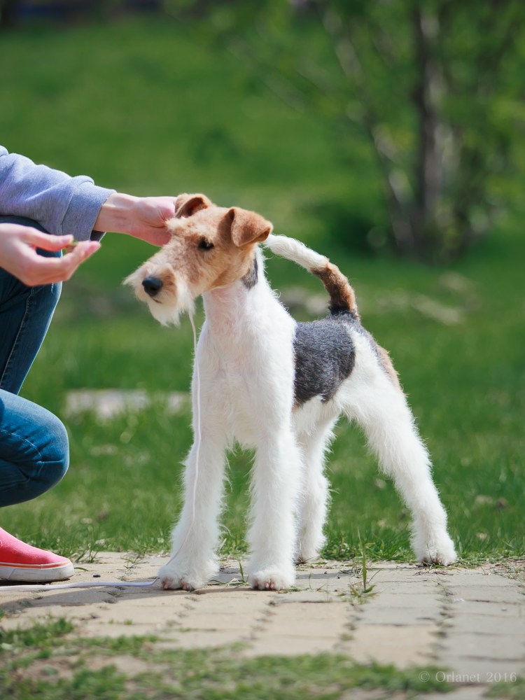 Фокстерьер и Джек Рассел