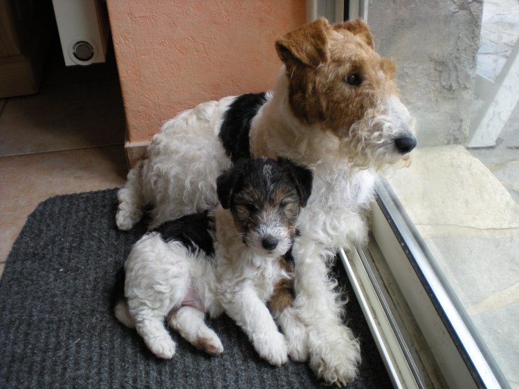 Вельштерьер и Фокстерьер