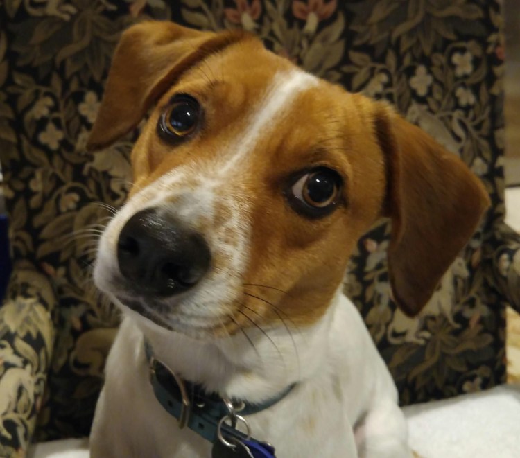 Джек-Рассел-терьер и Бигль