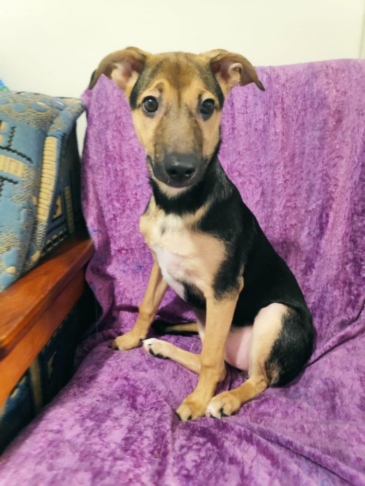 Смесь Джек Рассела и бигля