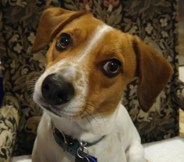 Метис Бигль и Джек Рассел